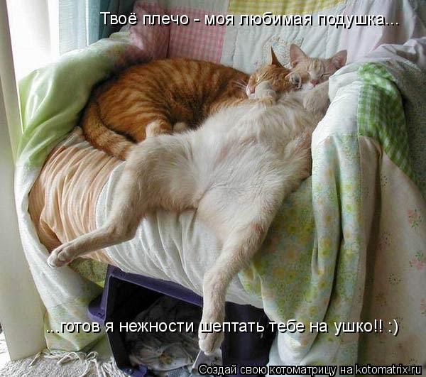 Котоматрица: Твоё плечо - моя любимая подушка... ...готов я нежности шептать тебе на ушко!! :)