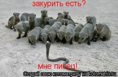 закурить есть? мне писец!... Котоматрица: закурить есть? мне писец!