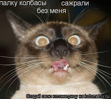 Котоматрица: палку колбасы сажрали без меня