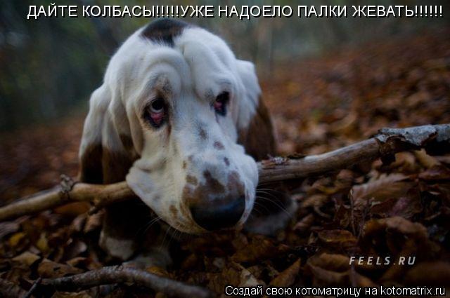 ДАЙТЕ КОЛБАСЫ!!!!!УЖЕ НАДОЕЛО ПАЛКИ ЖЕВАТЬ!!!!!!... Котоматрица: ДАЙТЕ КОЛБАСЫ!!!!!УЖЕ НАДОЕЛО ПАЛКИ ЖЕВАТЬ!!!!!!