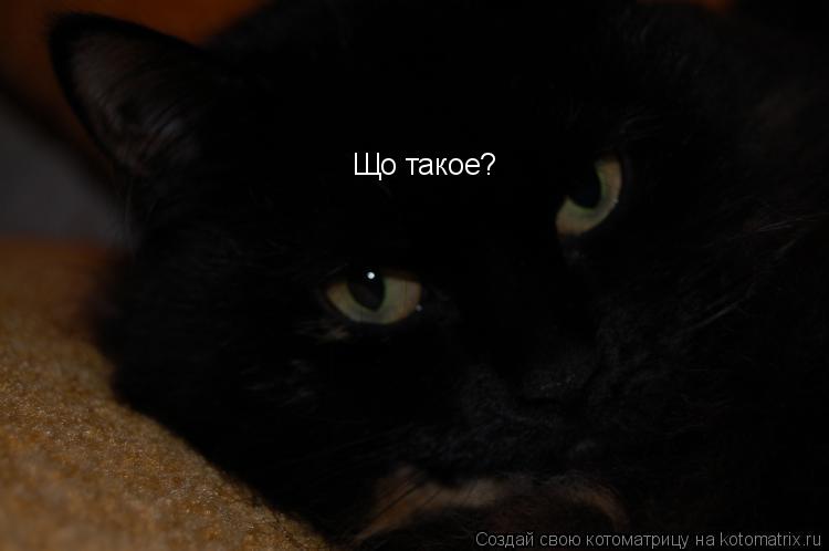 Що такое?... Котоматрица: Що такое?