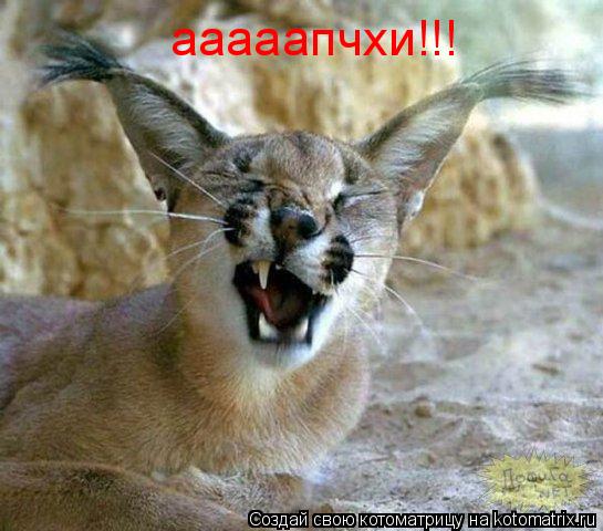 Котоматрица: ааааапчхи!!!