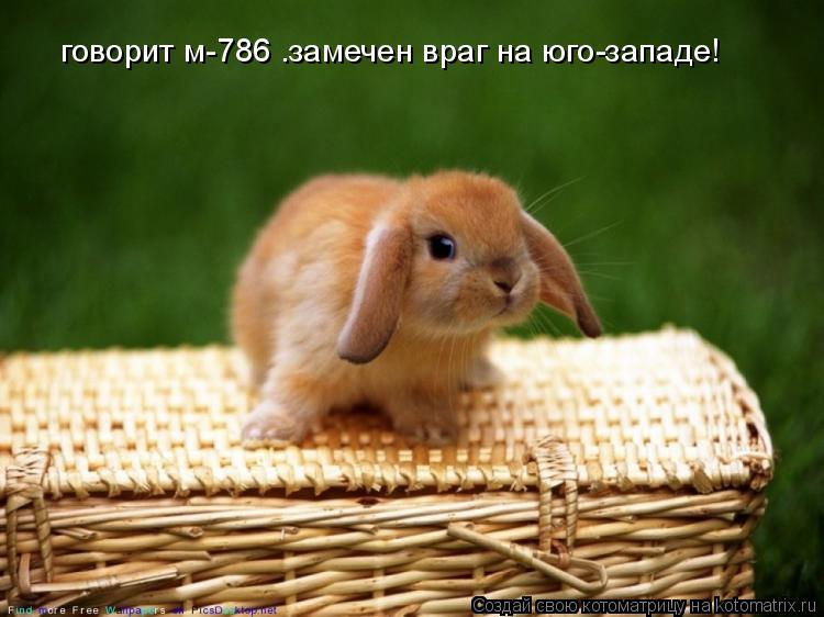 Котоматрица: говорит м-786 .замечен враг на юго-западе!