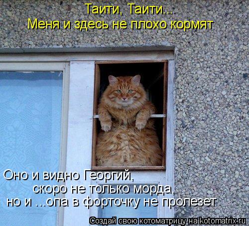 Котоматрица: Таити, Таити... Меня и здесь не плохо кормят Оно и видно Георгий,  скоро не только морда,  но и ...опа в форточку не пролезет