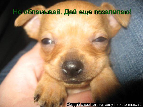 Котоматрица: Не обламывай. Дай еще позалипаю!