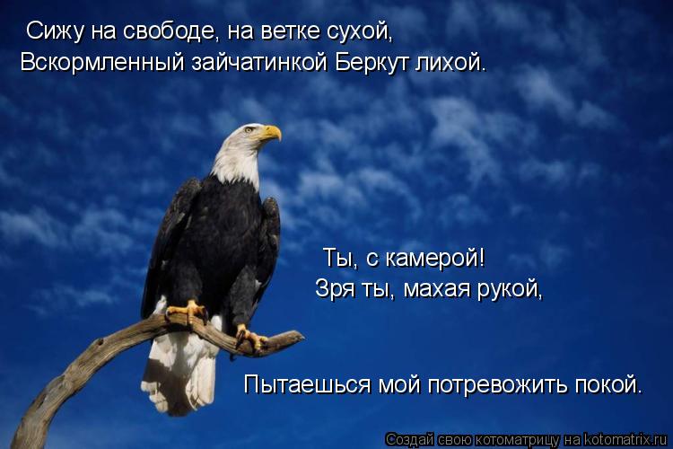 Котоматрица: Сижу на свободе, на ветке сухой, Вскормленный зайчатинкой Беркут лихой. Ты, с камерой!  Зря ты, махая рукой, Пытаешься мой потревожить покой.