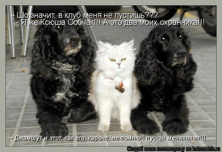 Котоматрица: - Шо значит, в клуб меня не пустишь??? - Я же Ксюша Собчак!!! А это два моих охранника!!! - Джамшут и этот, как его, кароче, не помню!! пускай меняяяя