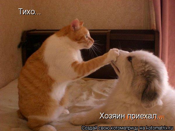 Тихо... Хозяин приехал...... Котоматрица: Тихо... Хозяин приехал...