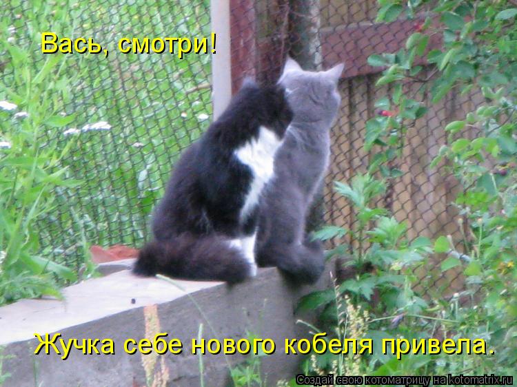 Вась, смотри! Жучка себе нового кобеля привела.... Котоматрица: Вась, смотри! Жучка себе нового кобеля привела.