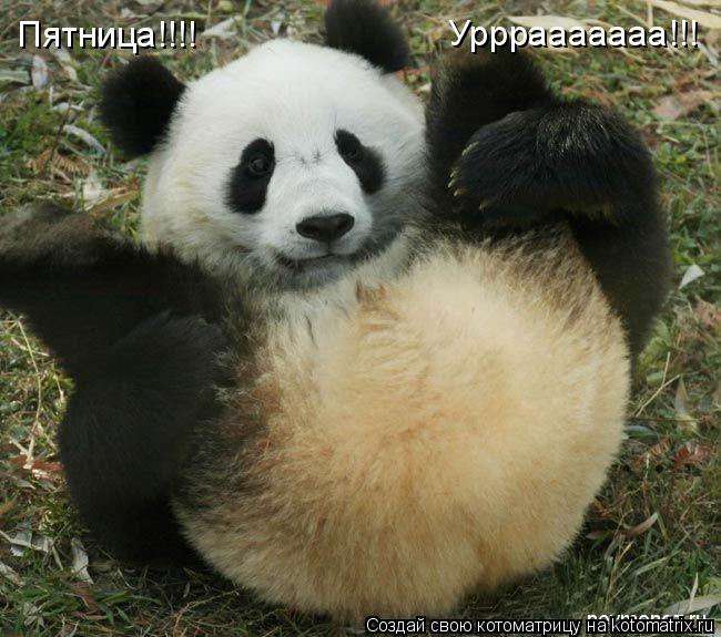 Котоматрица: Пятница!!!! Урррааааааа!!!