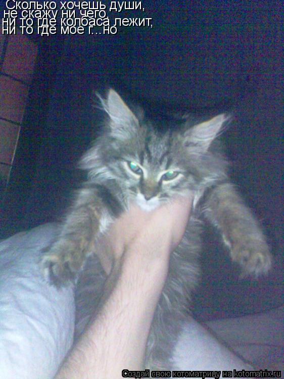 Котоматрица: Сколько хочешь души, не скажу ни чего, ни то где колбаса лежит, ни то где мое г...но