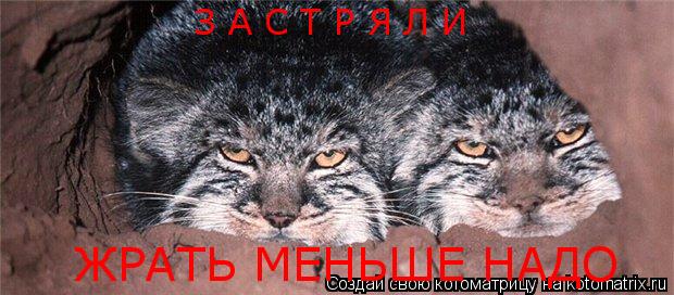 Котоматрица: З А С Т Р Я Л И ЖРАТЬ МЕНЬШЕ НАДО
