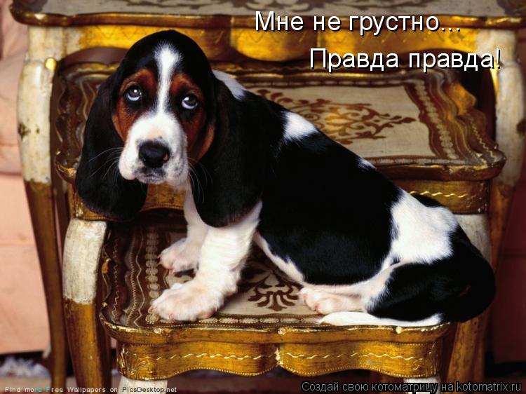 Мне не грустно... Правда правда!... Котоматрица: Мне не грустно... Правда правда!