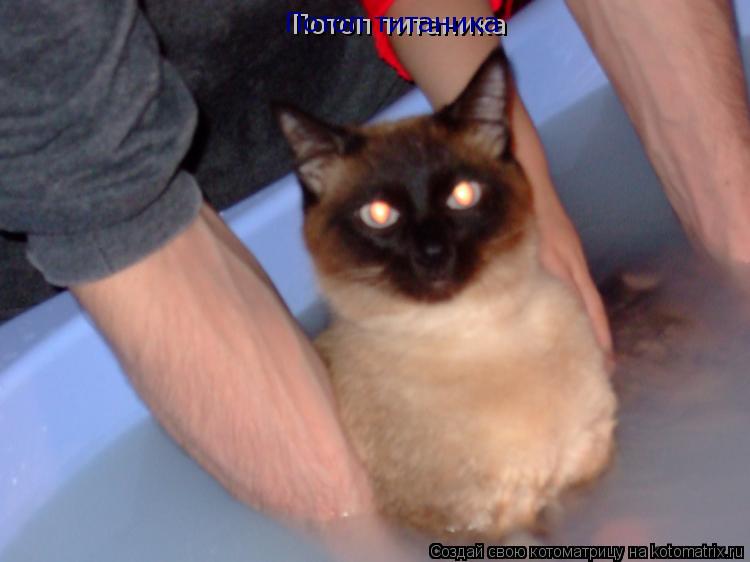 Котоматрица: Потоп титаника Потоп титаника