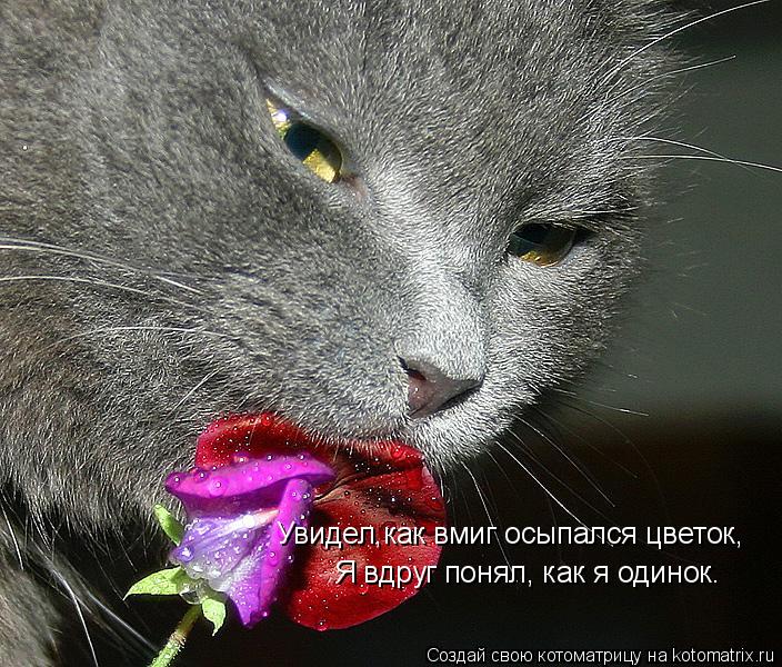 Котоматрица: Увидел,как вмиг осыпался цветок, Я вдруг понял, как я одинок.