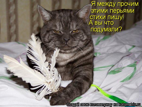 Я между прочим этими перьями стихи пишу! А вы что подумали?... Котоматрица: Я между прочим этими перьями стихи пишу! А вы что подумали?