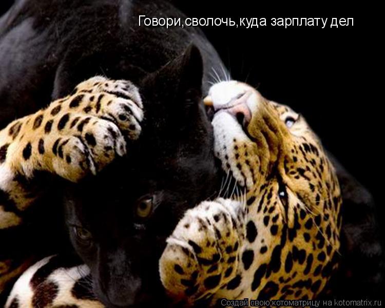 Говори,сволочь,куда зарплату дел... Котоматрица: Говори,сволочь,куда зарплату дел