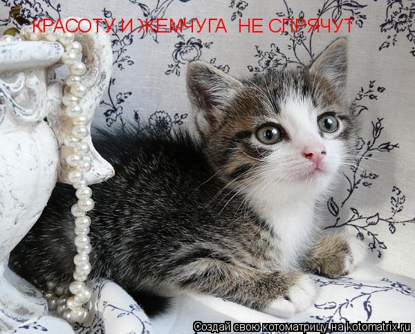 КРАСОТУ И ЖЕМЧУГА НЕ СПРЯЧУТ... Котоматрица: КРАСОТУ И ЖЕМЧУГА НЕ СПРЯЧУТ