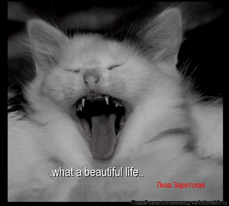 Котоматрица: .what a beautiful life.. Лиза Заретская