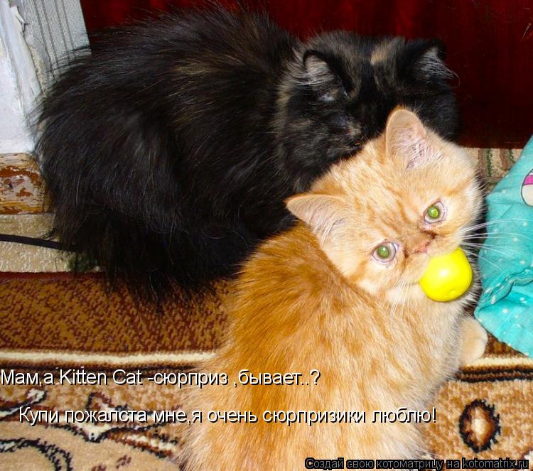 Котоматрица: Мам,а Kitten Cat -сюрприз ,бывает..? Купи пожалста мне,я очень сюрпризики люблю!