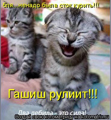 Гашиш рулиит!!! бля...ненадо была сток курить!!!... Котоматрица: Гашиш рулиит!!! бля...ненадо была сток курить!!!