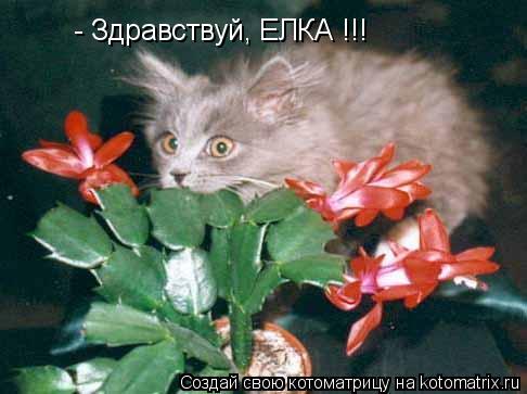 - Здравствуй, ЕЛКА !!!... Котоматрица: - Здравствуй, ЕЛКА !!!