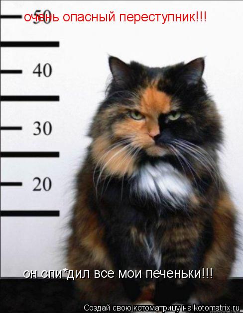 очень опасный переступник!!! он спи*дил все мои печеньки!!!... Котоматрица: очень опасный переступник!!! он спи*дил все мои печеньки!!!