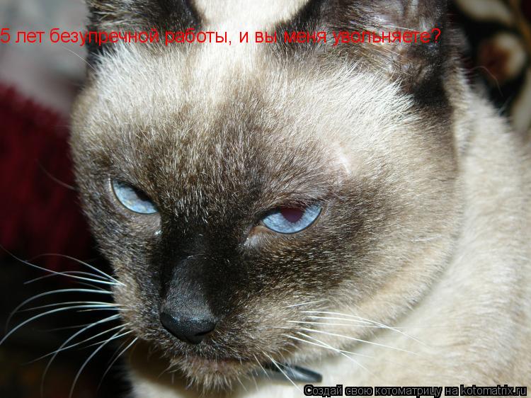 Котоматрица: 5 лет безупречной работы, и вы меня увольняете? 5 лет безупречной работы, и вы меня увольняете?