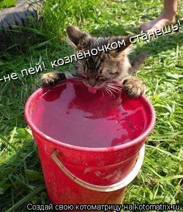 -не пей! козлёночком станешь!... Котоматрица: -не пей! козлёночком станешь!