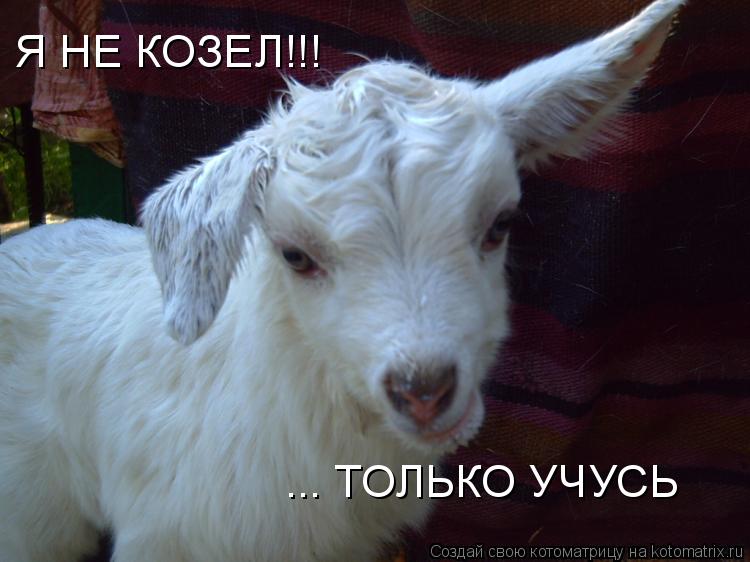 Я НЕ КОЗЕЛ!!! ... ТОЛЬКО УЧУСЬ... Котоматрица: Я НЕ КОЗЕЛ!!! ... ТОЛЬКО УЧУСЬ