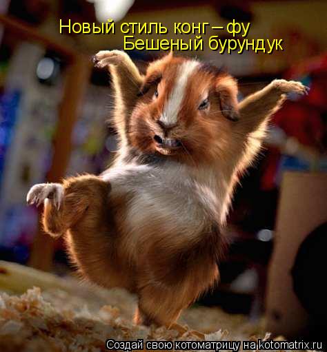 Новый стиль конг _ фу Бешеный бурундук... Котоматрица: Новый стиль конг _ фу Бешеный бурундук