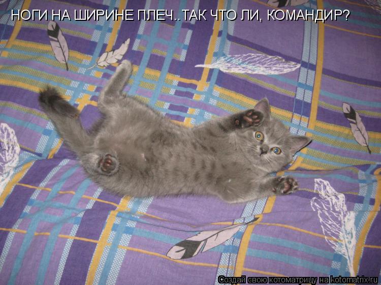 НОГИ НА ШИРИНЕ ПЛЕЧ..ТАК ЧТО ЛИ, КОМАНДИР?... Котоматрица: НОГИ НА ШИРИНЕ ПЛЕЧ..ТАК ЧТО ЛИ, КОМАНДИР?