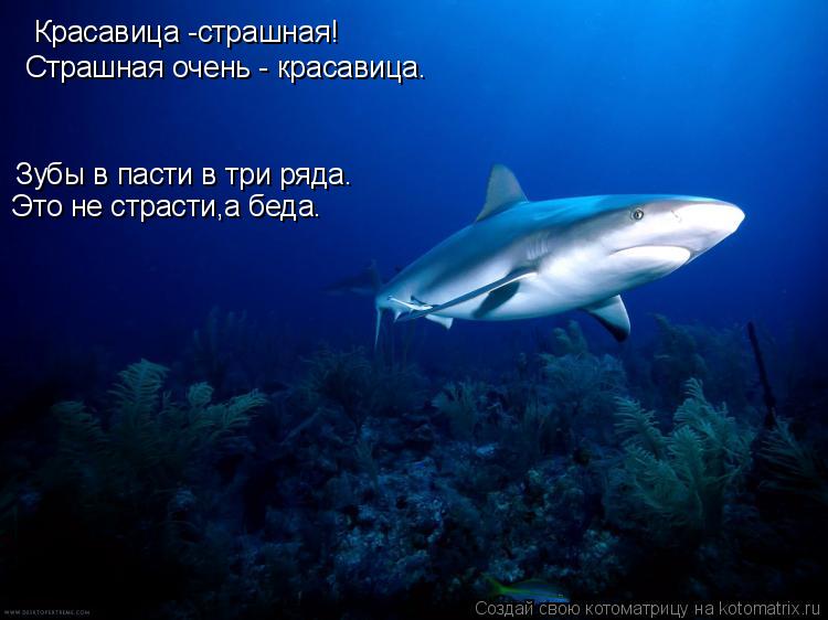 Котоматрица: Красавица -страшная! Страшная очень - красавица. Зубы в пасти в три ряда. Это не страсти,а беда.