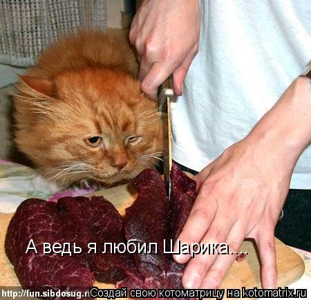 А ведь я любил Шарика....... Котоматрица: А ведь я любил Шарика....