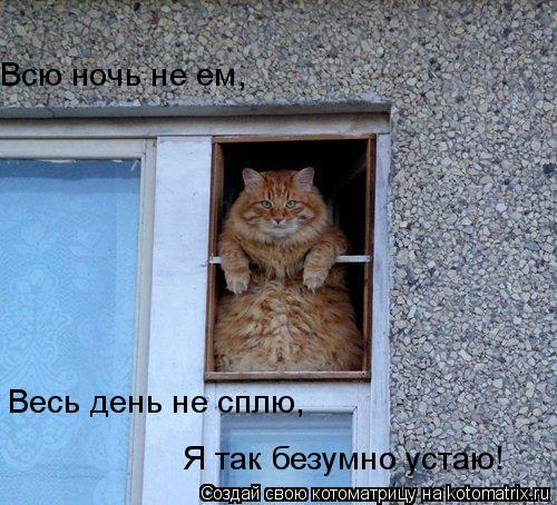 Весь день не сплю, Всю ночь не ем, Я так безумно устаю!... Котоматрица: Весь день не сплю, Всю ночь не ем, Я так безумно устаю!