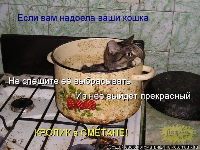 Котоматрица: Если вам надоела ваши кошка Не спешите её выбрасывать Из неё выйдет прекрасный КРОЛИК в СМЕТАНЕ!