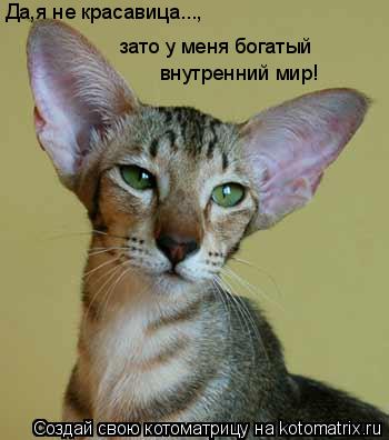 зато у меня богатый внутренний мир! Да,я не красавица...,... Котоматрица: зато у меня богатый внутренний мир! Да,я не красавица...,