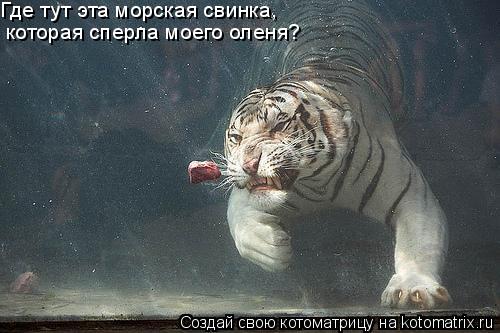 Где тут эта морская свинка, которая сперла моего оленя?... Котоматрица: Где тут эта морская свинка, которая сперла моего оленя?