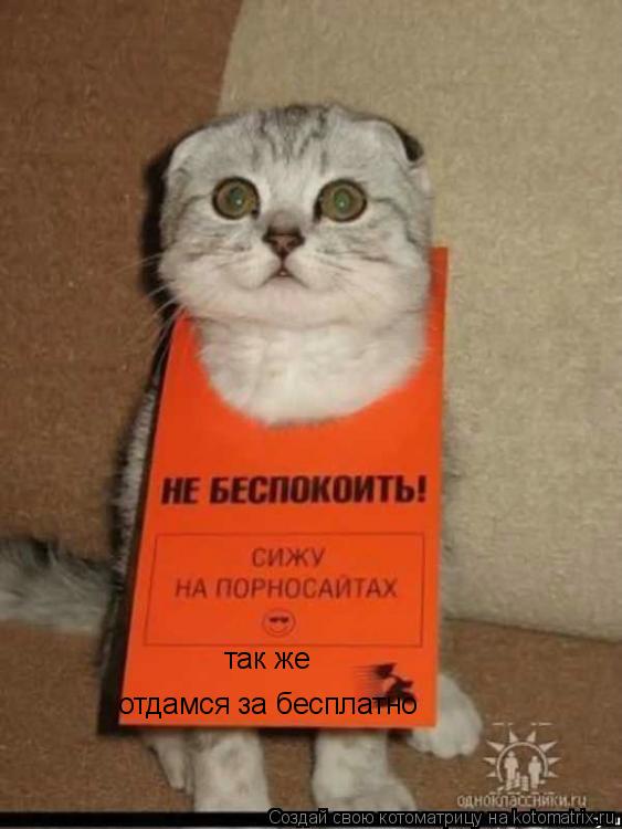 так же отдамся за бесплатно... Котоматрица: так же отдамся за бесплатно