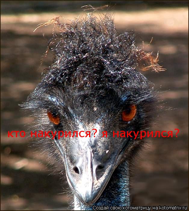 Котоматрица: кто накурился? я накурился?