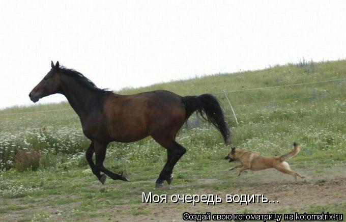 Котоматрица: Моя очередь водить...