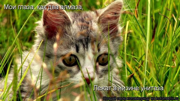 Мои глаза, как два алмаза, Лежат в низине унитаза... Котоматрица: Мои глаза, как два алмаза, Лежат в низине унитаза