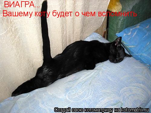 ВИАГРА... Вашему коту будет о чем вспомнить... Котоматрица: ВИАГРА... Вашему коту будет о чем вспомнить
