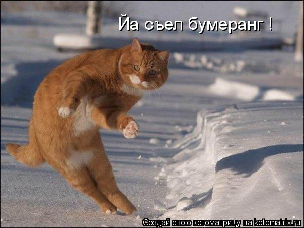 Йа съел бумеранг !... Котоматрица: Йа съел бумеранг !