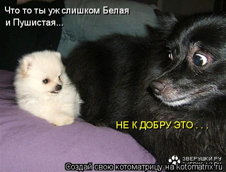 Что то ты уж слишком Белая и Пушистая... НЕ К ДОБРУ ЭТО . . .... Котоматрица: Что то ты уж слишком Белая и Пушистая... НЕ К ДОБРУ ЭТО . . .