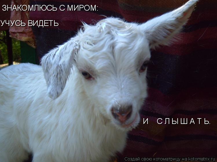 ЗНАКОМЛЮСЬ С МИРОМ: И С Л Ы Ш А Т Ь. УЧУСЬ ВИДЕТЬ... Котоматрица: ЗНАКОМЛЮСЬ С МИРОМ: И С Л Ы Ш А Т Ь. УЧУСЬ ВИДЕТЬ