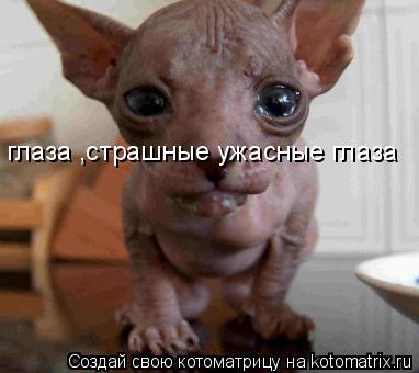 глаза ,страшные ужасные глаза... Котоматрица: глаза ,страшные ужасные глаза