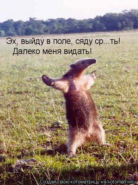 Эх, выйду в поле, сяду ср...ть! Далеко меня видать!... Котоматрица: Эх, выйду в поле, сяду ср...ть! Далеко меня видать!