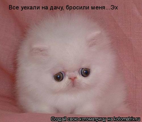 Котоматрица: Все уехали на дачу, бросили меня...Эх