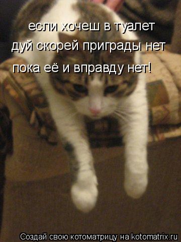 если хочеш в туалет дуй скорей приграды нет пока её и вправду нет!... Котоматрица: если хочеш в туалет дуй скорей приграды нет пока её и вправду нет!